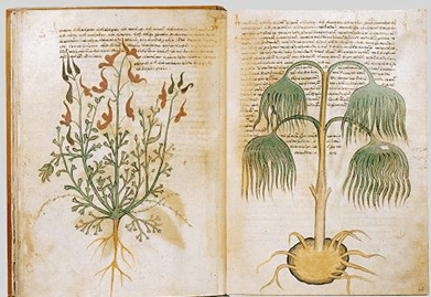 Bilgi Güvenliği Tarihçesi ve Kriptografi Voynich Yazmaları - TechnoVadi EDU